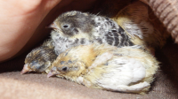 Quail joeys.png