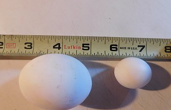 World's Smallest Egg???