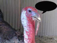 Lazy H Farm Turkeys (1) copy.jpg Lazy H Farm Turkeys (1) copy.jpg