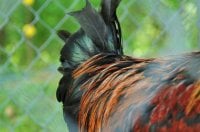 Zorro tail.jpg