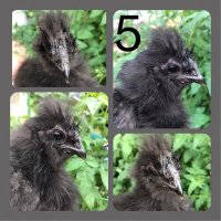 Male Or Female Silkies Backyard Chickens Learn How To Raise Chickens