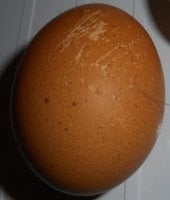 eggscratch2_093.JPG eggscratch2_093.JPG