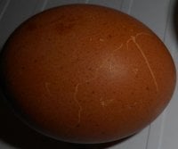 eggscratch3_094.JPG eggscratch3_094.JPG