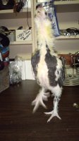 DSC_0169.JPG