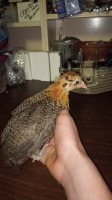 DSC_0171.JPG
