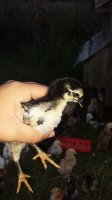 20170805_200408.jpg