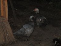 IMG_2122.JPG