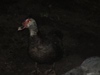 IMG_2124.JPG