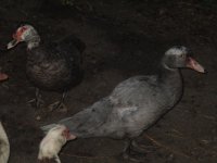 IMG_2128.JPG