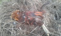 20170809_063357.jpg