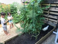 garden.jpg