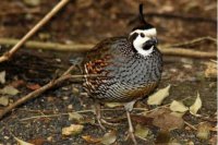spot-bellied-bobwhite-california-quail-hybird.jpg