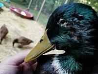 2017-08-13_20.29.54.jpg