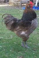 Rooster.jpg