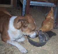 Chickens Red up close and personal.jpg