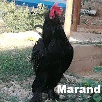 marand1.jpg