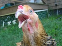 Angryhens photo.jpg