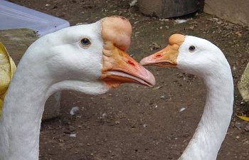 Poultrybonker's Flock