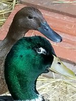 2017-08-15_15.23.54.jpg