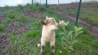 Tumbleweed-flower.jpg