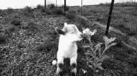 Tumbleweed-flower-bw.jpg