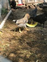 IMG_1275.JPG