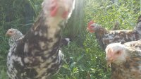 Resized_20170812_171028.jpeg