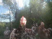 Resized_20170812_171047.jpeg