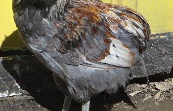 IMG_6443.JPG