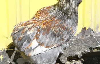 IMG_6445.JPG