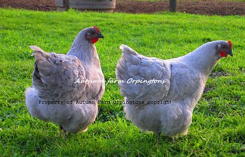 Chickens 10-25-11 040.JPG