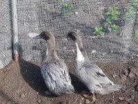 20170610_081251.jpg