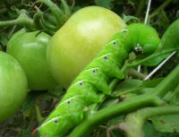 Lazy H Farm Goodies (57).jpg