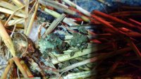 Sick cochin hen poop5.jpg