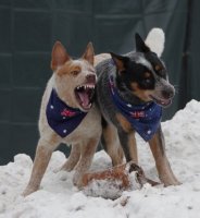 aus day january 26 2016 IMGP4369.jpg