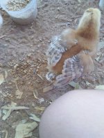 Mystery Chick 3.jpg