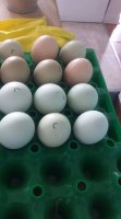 cream legbar eggs.jpg