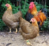 partridges-large.jpg
