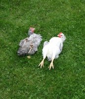 chillin chicks.jpg