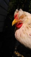 Beak1closed eyes 08212017.jpg