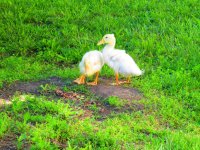 IMG_0685.JPG