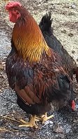 IMG_20170821_190151322.jpg