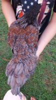 20170706_203444_20170812_220442.jpg 20170706_203444_20170812_220442.jpg