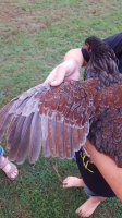 20170706_203435_20170812_220433.jpg 20170706_203435_20170812_220433.jpg