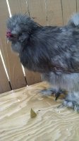 IMG_20170822_110304734.jpg