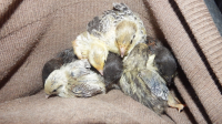 The Seven Quail Chicks.png