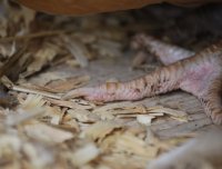 DSC_0037 scaly leg mites.JPG