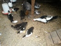 ducks.jpg