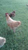 20170825_183159.jpg