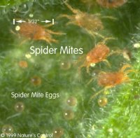 2017 Chickens - 08 Spider Mites.jpg
